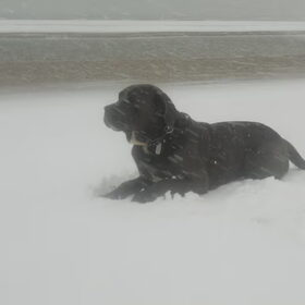 Poolhond???
