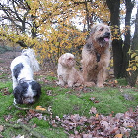 Hondenfoto van liesbeth,Turbo,Luna, Levi en Faith