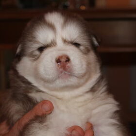 lil misha