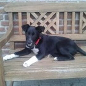 hier ben ik dan weer ff rex al weer 4 maandjes oud! rex is…
