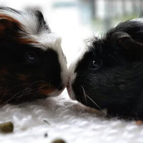 cavia lia en lexi