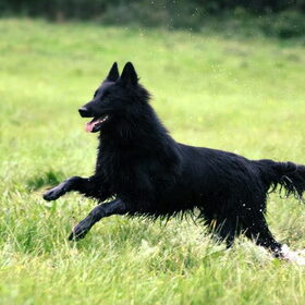 Blije pup, 8 maanden