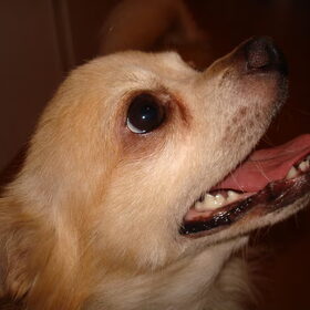 Toby is afwachtend.