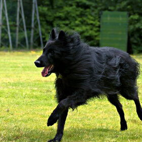 Turbo-Devil, 8 jaar