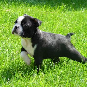 Hondenfoto van Linda en Lola