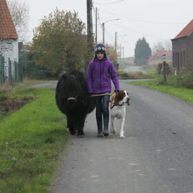 Hondenfoto van Tamara,Kallista & Marcel, Hercule †, Yordi †
