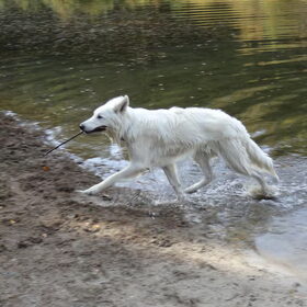 Hondenfoto van Witte-Herder-en-Co