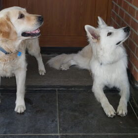 Hondenfoto van Witte-Herder-en-Co