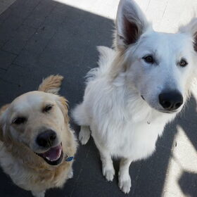 Hondenfoto van Witte-Herder-en-Co