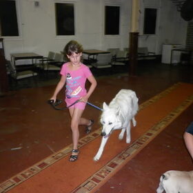 Hondenfoto van Witte-Herder-en-Co