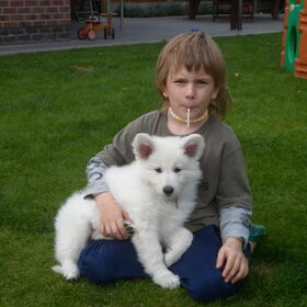 Hondenfoto van Witte-Herder-en-Co