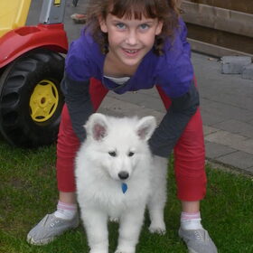Hondenfoto van Witte-Herder-en-Co