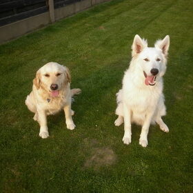 Hondenfoto van Witte-Herder-en-Co
