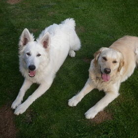 Hondenfoto van Witte-Herder-en-Co