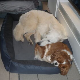 Hondenfoto van Witte-Herder-en-Co