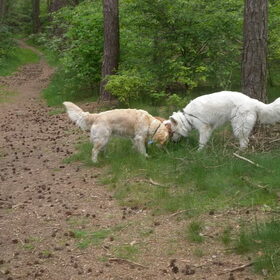Hondenfoto van Witte-Herder-en-Co
