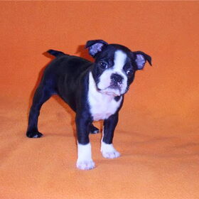 Hondenfoto van Linda en Lola