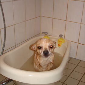 Toby in bad.