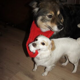 Hondenfoto van Taiko & Kiya Thalassa