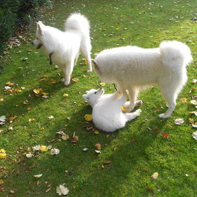 balto aike en mikai