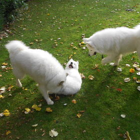 balto aike en mikai