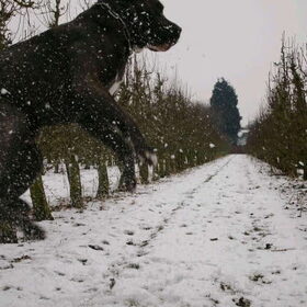 vliegende cane corso