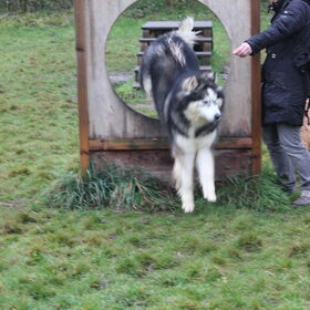 toch leuk agility