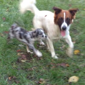 Mylo en Desi, hier was Desi pas 2 daagjes bij ons.