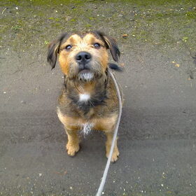 Lieve Dikkie, nog steeds in het asiel