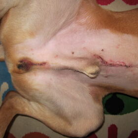 arme hond... :S