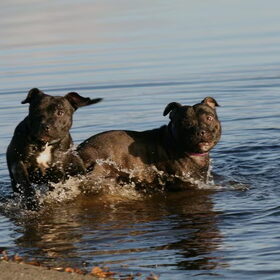 Hondenfoto van Hennie 