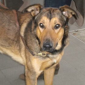 Scar destijds in het asiel van Wommelgem. Hij werd geadopteerd…