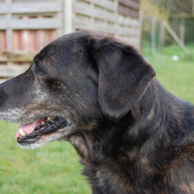 Onze oude rakker Scruffy.