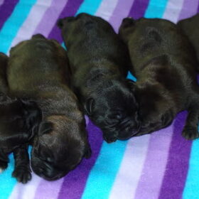 pupjes 5 dagen oud