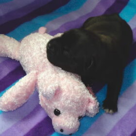 Hondenfoto van Staffordshire bull Terrierpups