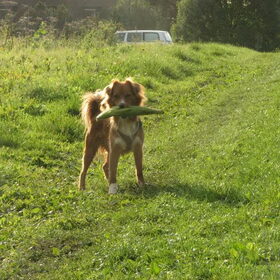 Hondenfoto van Iliana & Toby 