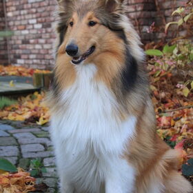Rivka en de herfst @ 35 weken