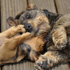 Dol op elkaar... Bram (rechts) ondergaat het gedrag van de puppy…