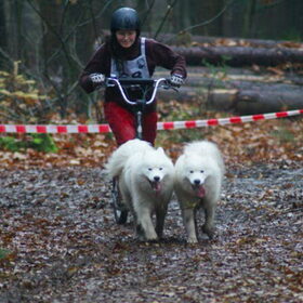 Polar & Taro in actie. Karrenwedstrijd hardenberg 17-18november…