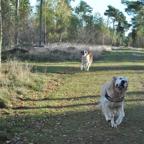 Hondenfoto van Jana *FeLaNelKi*