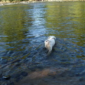 In de Dordogne! Een lekkere verfrissing!
