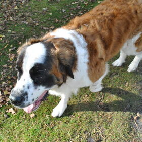 Hondenfoto van Jana *FeLaNelKi*