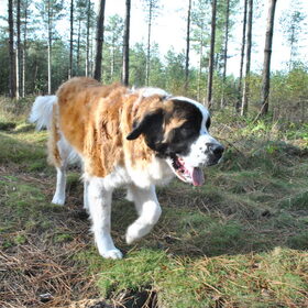 Hondenfoto van Jana *FeLaNelKi*
