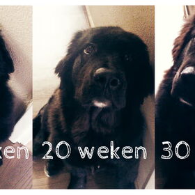 Hondenfoto van Anouk & Balou<3