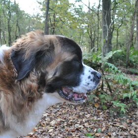 Hondenfoto van Jana *FeLaNelKi*
