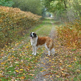 Hondenfoto van Jana *FeLaNelKi*