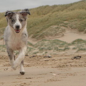Hondenfoto van team border lolly