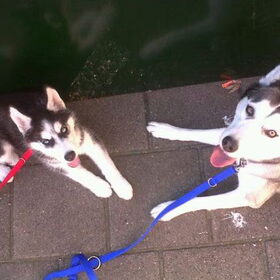Hondenfoto van Snowie & Bella 