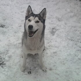 Hondenfoto van Snowie & Bella 