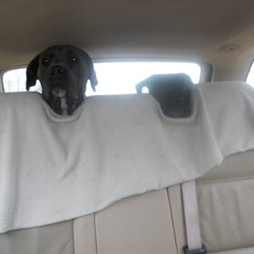 carpoolen